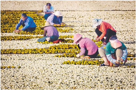 2023年，新會陳皮全產(chǎn)業(yè)鏈總產(chǎn)值達230億元。