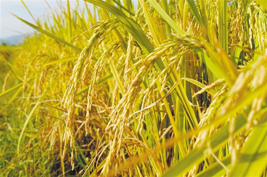 江門金黃色的稻谷呈現(xiàn)出一幅美麗鄉(xiāng)村畫卷，吸引游人來欣賞田園風(fēng)光。