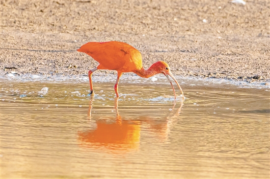這只美洲紅鹮在淺水區(qū)覓食。