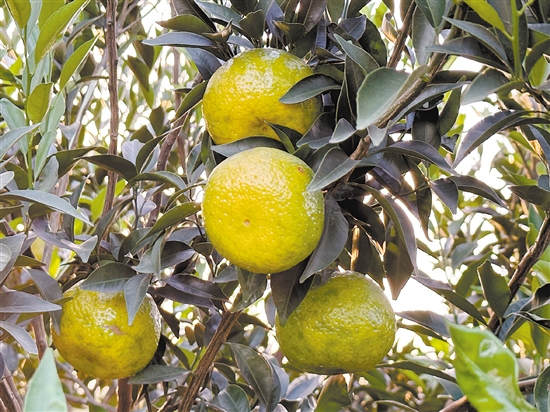 新會柑進(jìn)入“二紅”采摘期。