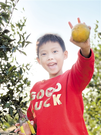 不少親子家庭體驗(yàn)摘柑樂趣。