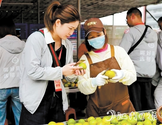 游客在柑園動(dòng)手開皮，體驗(yàn)新會(huì)陳皮的制作過程。