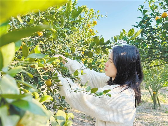 游客正在采摘皇帝柑。