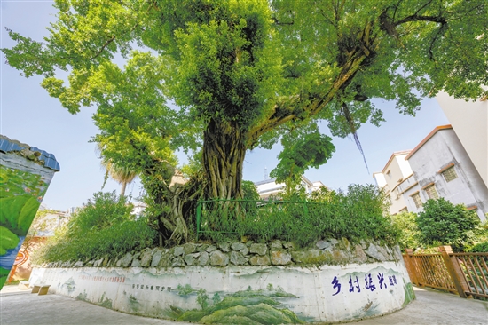 村內(nèi)的古榕已經(jīng)300多歲了。