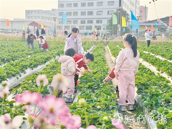 小朋友們手持剪刀，細(xì)心地采摘草莓。
