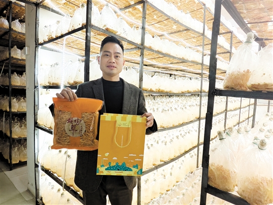 蛹蟲草春節(jié)禮盒包裝受到青睞。