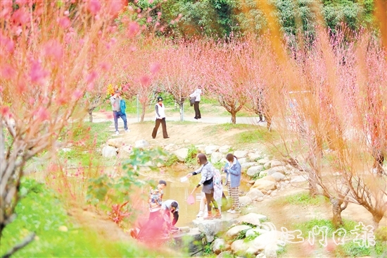白水帶風(fēng)景區(qū)桃花盛開，吸引大量游客前來打卡。付師華