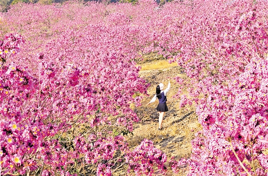 鶴山市共和鎮(zhèn)來蘇村的紫花風鈴木綻放。