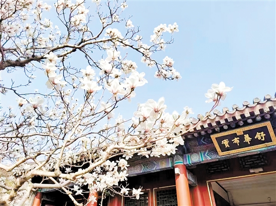 春天，北京頤和園的白玉蘭盛放，尋芳賞春正當(dāng)時。