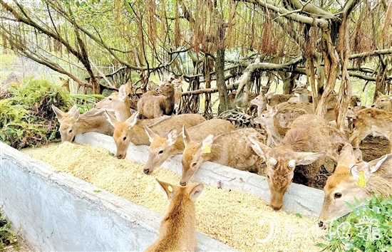位于雅瑤鎮(zhèn)的棱壩梅花鹿生態(tài)農(nóng)場(chǎng)內(nèi)，百鹿呦鳴。