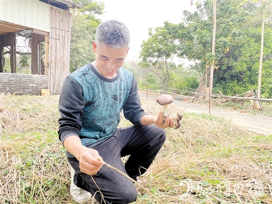 勞浩山介紹赤松茸時(shí)滔滔不絕。