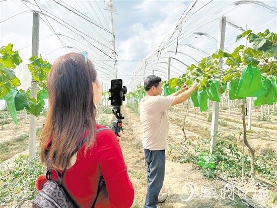 專業(yè)主播手持手機在農(nóng)場直播帶貨。
