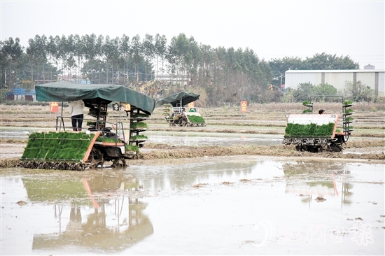 恩平市全力組織開展春耕生產(chǎn)，田間地頭一派熱火朝天的景象。