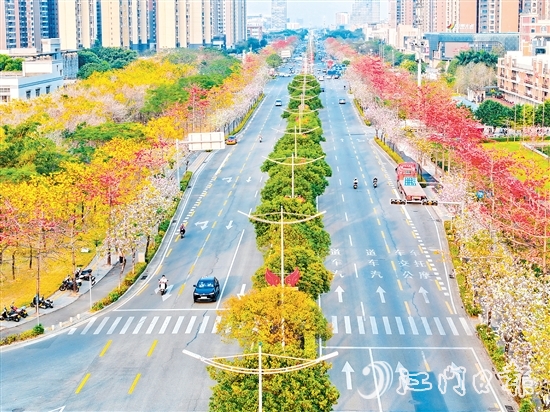 在無(wú)人機(jī)航拍鏡頭下，金甌路西延線(xiàn)綿延幾公里的花帶令人驚艷，宛如一幅流動(dòng)的繁花長(zhǎng)卷。劉瓊