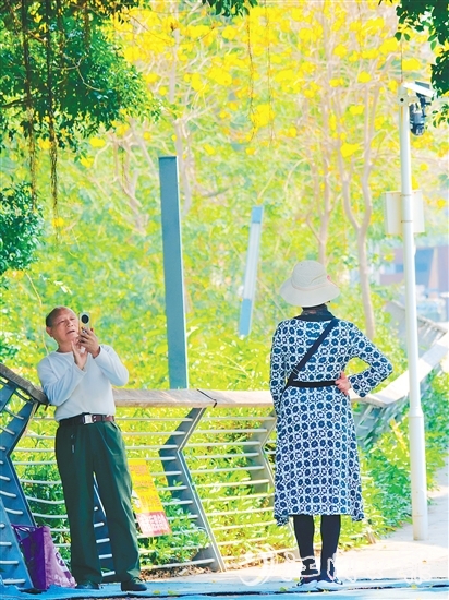 在有著70余年歷史的江門(mén)船廠(chǎng)遺址，黃花風(fēng)鈴木迎風(fēng)綻放，吸引眾多游客打卡拍照，仿佛讓人置身于“時(shí)空長(zhǎng)河”，隨手一拍，便是大片。陳嬋