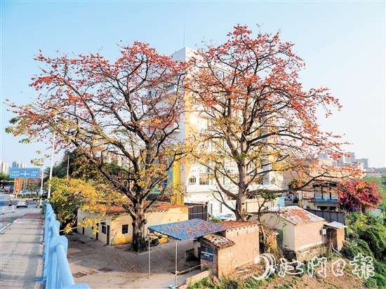 沙坪街道谷埠橋頭挺立著兩株高大的木棉花，花朵落下，為房屋和街道染上一片“英雄色”。