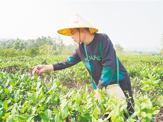 莫華振在茶園里采摘春茶，經(jīng)過數(shù)年培育，今年茶園迎來豐收。