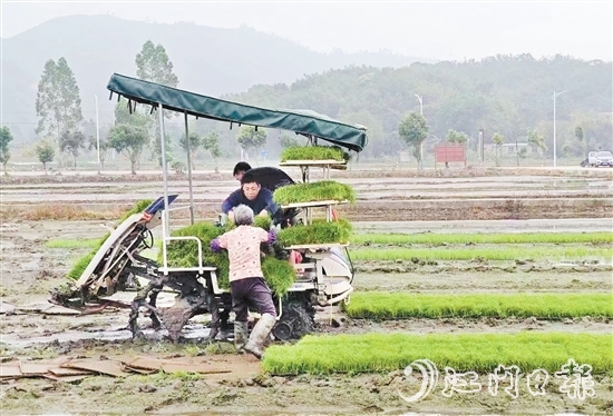 試驗基地在開展鹽堿地改造、耐鹽堿水稻試驗的同時，帶動周邊農戶參與，讓村民實現(xiàn)“家門口”就業(yè)。
