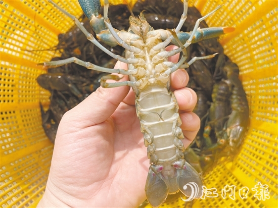 澳洲藍(lán)龍蝦品質(zhì)優(yōu)、價(jià)格高。