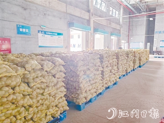 得益于廣東供銷（恩平）天業(yè)冷鏈物流產(chǎn)業(yè)園，已收獲的馬鈴薯得到較好的存放，還可以根據(jù)市場變化錯峰出售，爭取更好的價格。