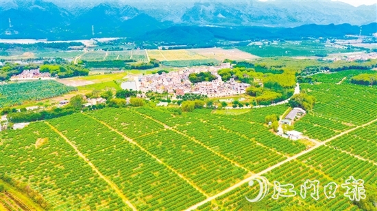 沙湖鎮(zhèn)是恩平茶枝柑種植的核心產(chǎn)區(qū)。