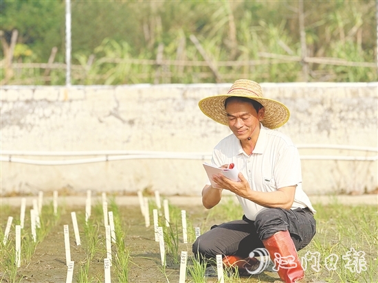 臺(tái)山市農(nóng)業(yè)技術(shù)推廣中心良種示范場(chǎng)場(chǎng)長(zhǎng)謝文青 臺(tái)山市農(nóng)業(yè)技術(shù)推廣中心良種示范場(chǎng)場(chǎng)長(zhǎng)謝文青
