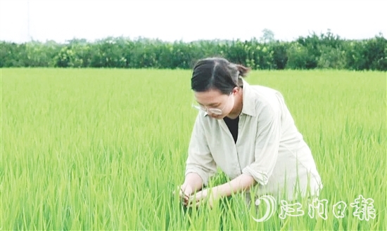 王蒙主要負(fù)責(zé)水稻、玉米的新品種選育、比較試驗(yàn)及示范推廣工作。