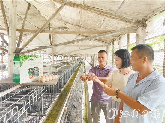 馮匯琪（中）走進(jìn)珍珠雞養(yǎng)殖場，為弓田村土特產(chǎn)“帶貨”。