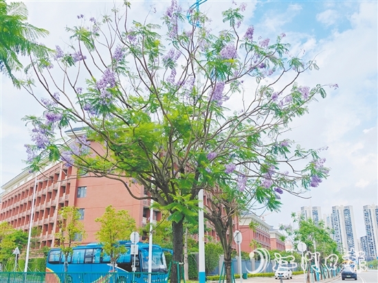 藍紫色的花朵如夢如幻。