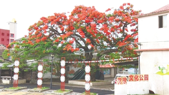坑口村的鳳凰花盛開，恰似天邊燃燒的云霞。