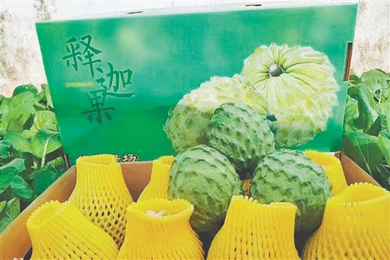 昆中村聚力發(fā)展釋迦果種植，走出“甜蜜致富路”。