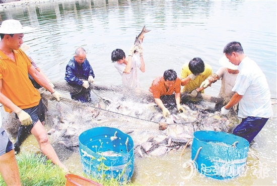 好山出好水、好水養(yǎng)好魚，恩平水資源豐富，水質(zhì)優(yōu)良，適合發(fā)展水產(chǎn)養(yǎng)殖。