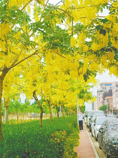 大鰲鎮(zhèn)東風(fēng)村臘腸花盛開(kāi)。