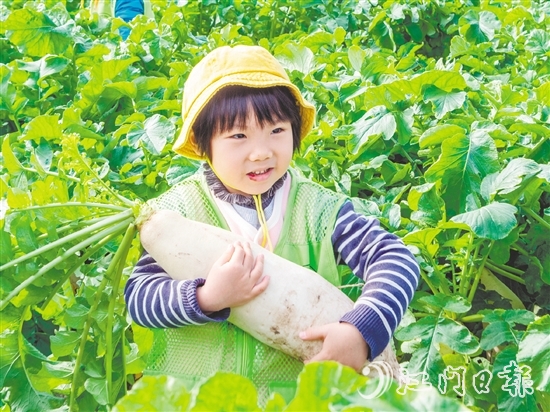 崖門甜水蘿卜肉質(zhì)細(xì)膩、清甜無(wú)渣。