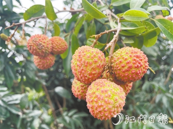 宅梧荔枝已陸續(xù)泛紅。