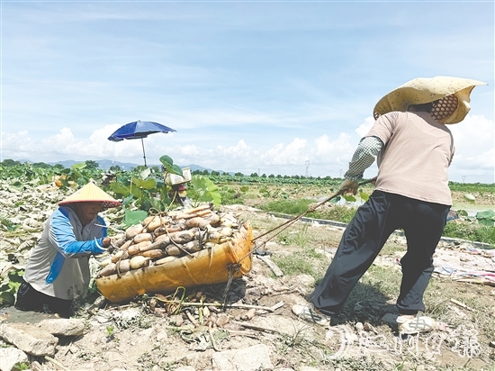 鐘亦平夫妻齊上陣，合力發(fā)展種植業(yè)。
