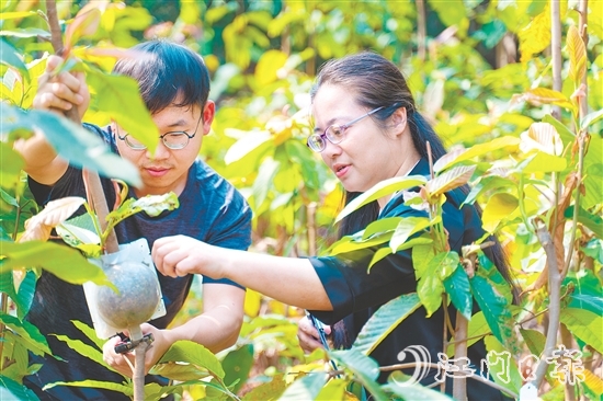 劉一貞深入一線化身“樹木醫(yī)生”。