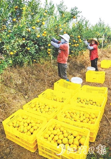 恩平壯大茶枝柑產(chǎn)業(yè)，帶動農(nóng)戶增收致富。
