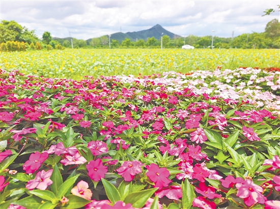 長春花、蘇丹鳳仙花等多種鮮花映襯著大片的向日葵花田，讓城西村成為一片花的海洋。