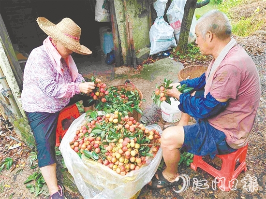果園內，果農在整理剛摘下的荔枝。