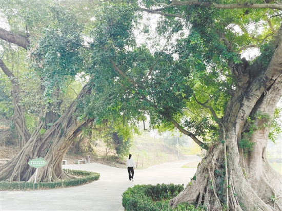 各級在藍田村投入約200萬元完成古樹公園建設、村道改造及村容村貌整治，提升古村風貌。