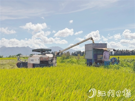 汶村鎮(zhèn)上萬(wàn)畝稻田迎來(lái)豐收，大耕戶爭(zhēng)分奪秒搶收。