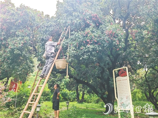沙崗村的村民忙著摘荔枝。