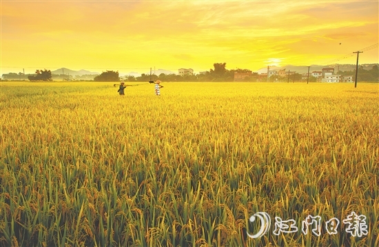 恩平大米富含硒元素，這一得天獨(dú)厚的自然稟賦是區(qū)別于其他產(chǎn)區(qū)大米的核心特質(zhì)之一。