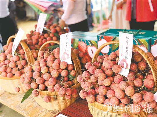 北陡鎮(zhèn)的雙肩玉荷包荔枝錯(cuò)峰上市。