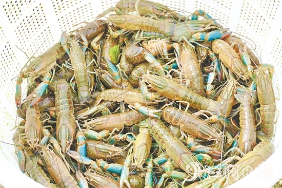 藍(lán)龍蝦一出塘就被送往廣深等地的餐飲店。