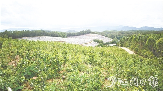 鶴城鎮(zhèn)坑尾村搶抓政策機(jī)遇，整合土地資源，成功引入廣東華南鶴香農(nóng)業(yè)發(fā)展有限公司投資約2億元，孵化沉香產(chǎn)業(yè)“一條鏈”。