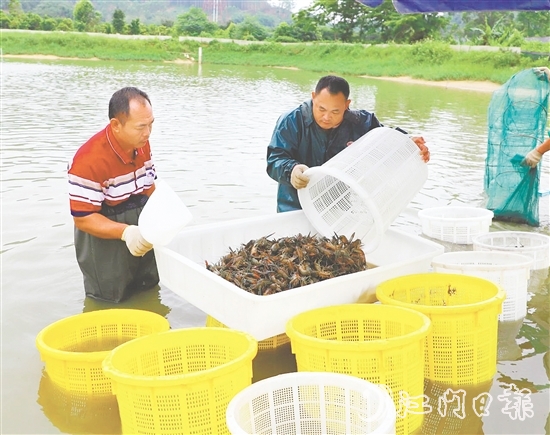 桃源蟠光村大力發(fā)展澳洲藍(lán)龍蝦養(yǎng)殖產(chǎn)業(yè)，村集體經(jīng)濟(jì)每年增收15萬元。