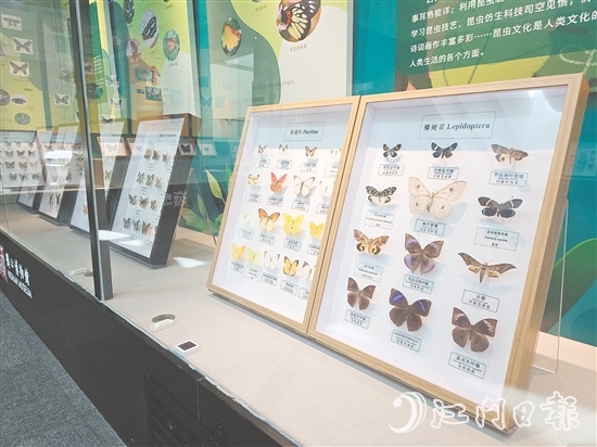 精美的昆蟲標(biāo)本引人注目。