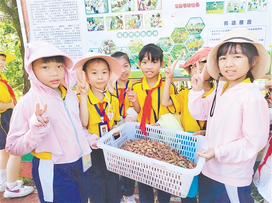 學生采摘花生，感受豐收的喜悅。